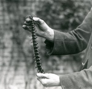 Un mille-pattes géant tenu avec précaution par son gardien, zoo de Londres, 1923 - Frederick William Bond